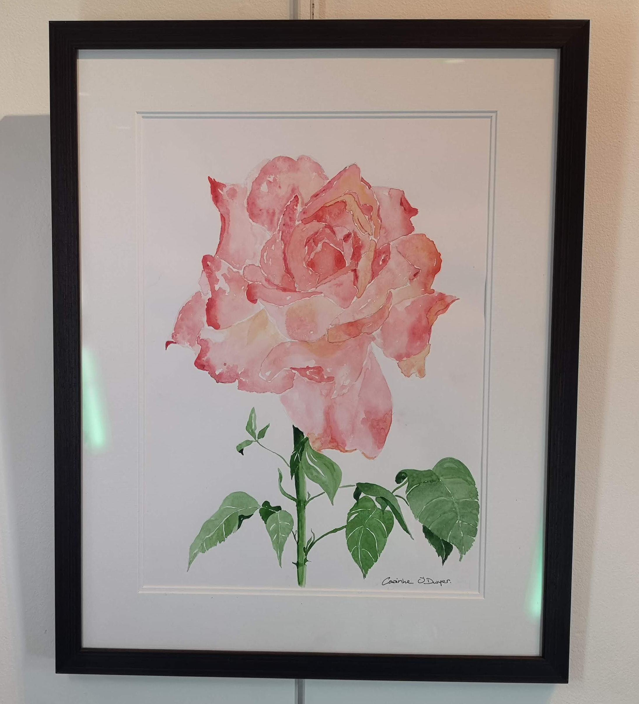 Rose watercolour