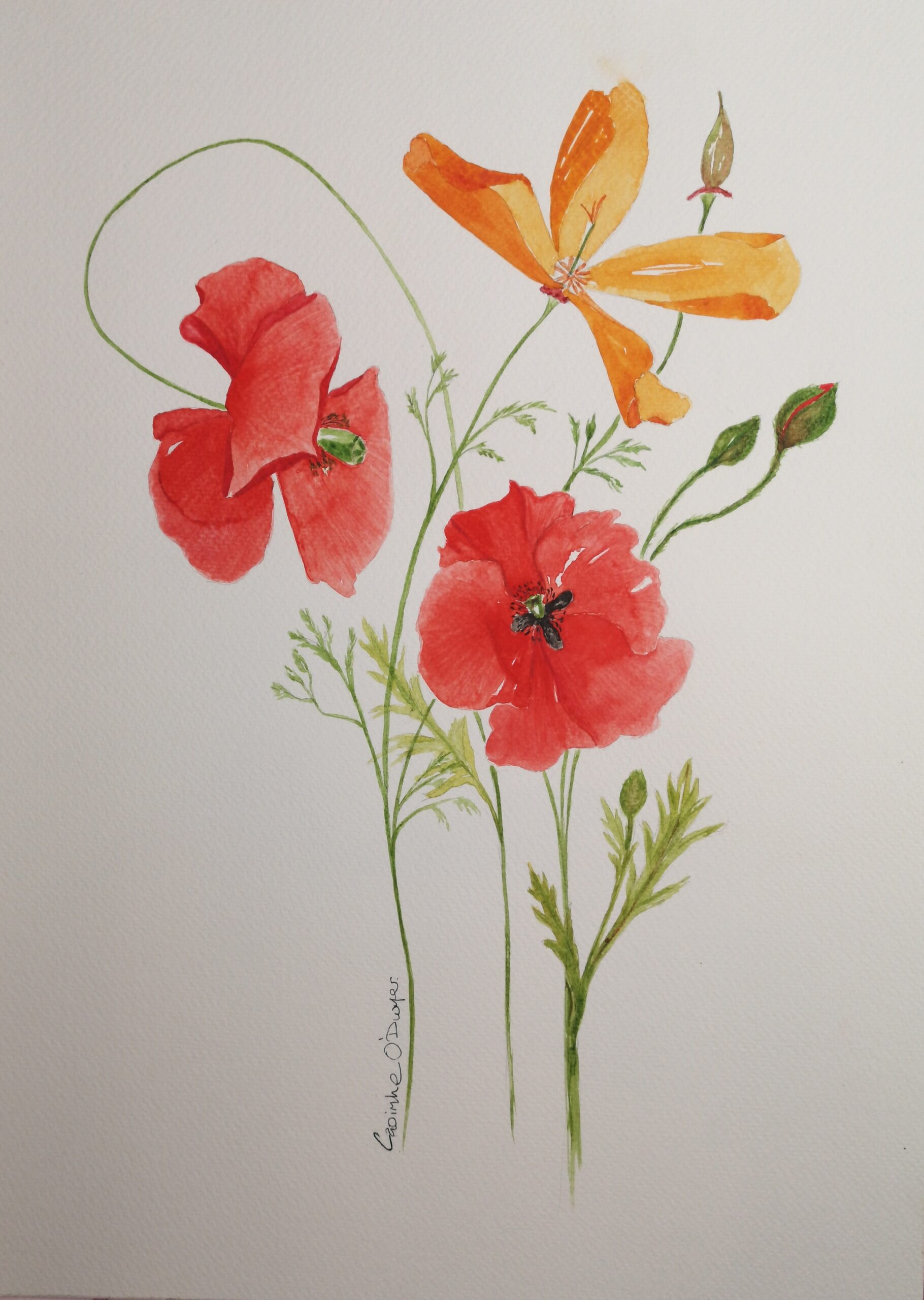 Painting class Co Louth Poppies